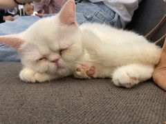-Heymao猫咖.咖啡厅(东门店)