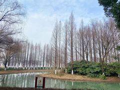 -昆山城市生态森林公园