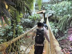 -正佳雨林生态植物园