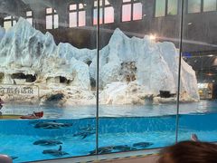 -帝企鹅自助餐厅•儿童岛•真企鹅(长隆企鹅酒店)