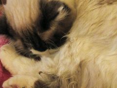 android_upload_pic-猫色咖啡·猫咖