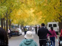 -三里屯东五街银杏大道