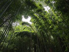 -望江楼公园