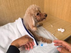 -北京观赏动物医院·24小时大型综合·猫专科·异宠专科