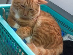 -宠物星动物医院·眼科·异宠·猫科(江南大道总院)