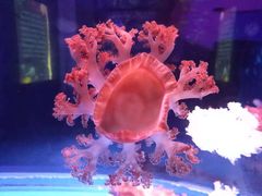 -芜湖新华联大白鲸海洋公园