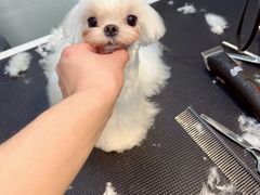 -萌兽医馆·眼科·异宠专科(三里屯店)