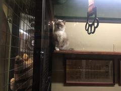 -猫咪博物馆(顶澳仔猫街店)