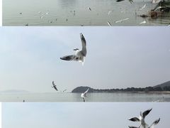 -香雪海