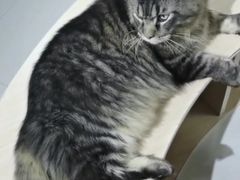 -鼓捣猫呢主题猫咖店