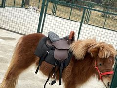 -达蓬山星梦乐园