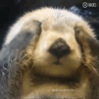 -贝利宠物医院·骨科·眼科·肿瘤转诊中心(南坪诊疗中心)