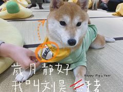 -逗柴咖啡屋·狗咖猫咖宠物桌游