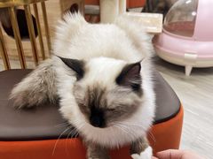 -猪盟咖啡店(玖洲道店)