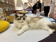 -COLOR PETS 撸猫馆·购猫·猫咖(长风大悦城店)