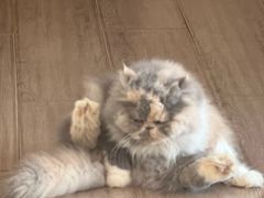 -有猫主题·治愈系猫咖(曾厝垵店)