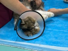 -艾贝尔宠物医院·24H转诊中心·肿瘤猫专科(江宁双龙店)
