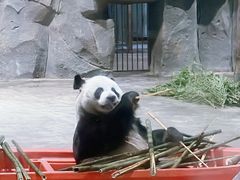 -栾川竹海野生动物园