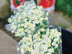 -三圣花乡旅游区