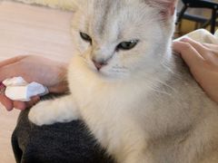 -喵小馆·猫咖狗咖猪咖·饮品店