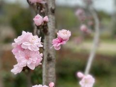 -上海佘山国家森林公园天马山园