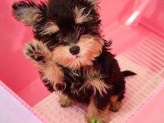 -翊宠yipet猫狗购宠庄园犬舍•猫舍