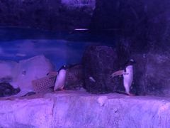-暹罗海洋世界