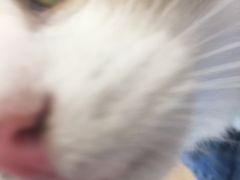 -momokira米努特·德文卷毛猫·棉花面纱犬