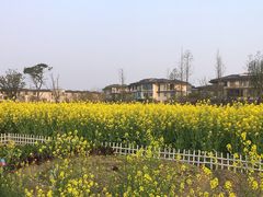 -田园东方蜜桃村的田野营地