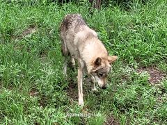 -秦皇岛野生动物园