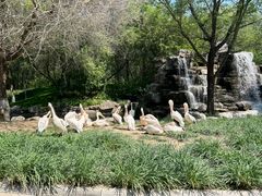 -北京野生动物园