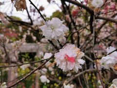 -南汇桃花村