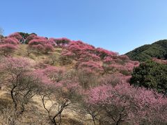 -新建村梅花