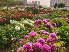 -曹州百花园