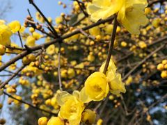 -三圣花乡旅游区