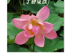 -金银湖国家城市湿地公园