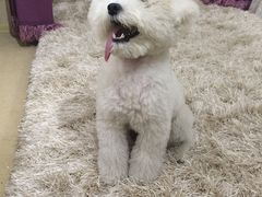 -派多格宠物(鼓楼店)