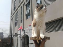 -70cat德文卷毛猫·缅因猫纯种猫舍