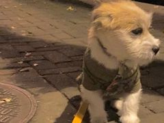 -pd派德宠物中心医院24H急重症·眼科中心·血液透析中心(嵩山北路店)