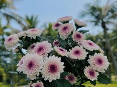 -欢乐海岸椰林沙滩-2025湾区超级灯会