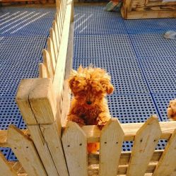 -萌宠亲子动物乐园(槐房万达店)