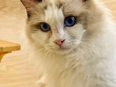 -猫宠乐园·专业洗护