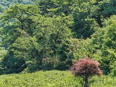 -北仑森林植物园