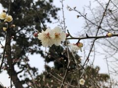 -香雪海
