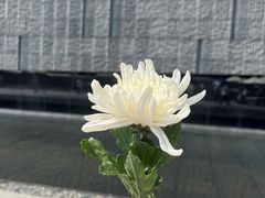 -侵华日军南京大屠杀遇难同胞纪念馆