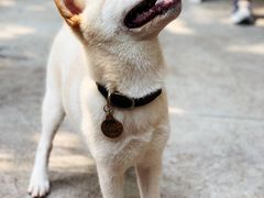 -柴犬高等学院·狗咖·柴犬售卖·宠物训练