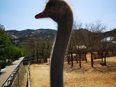 -青岛森林野生动物世界