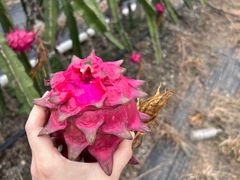 -尚果生态采摘园