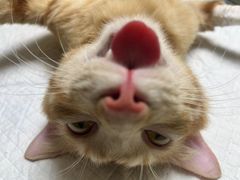 -乐琪宠物医院·犬猫专科·骨外科·急重症