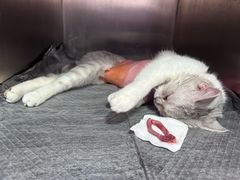 -瑞派福兴宠物医院犬猫全科·骨科·中西医结合(河东店)